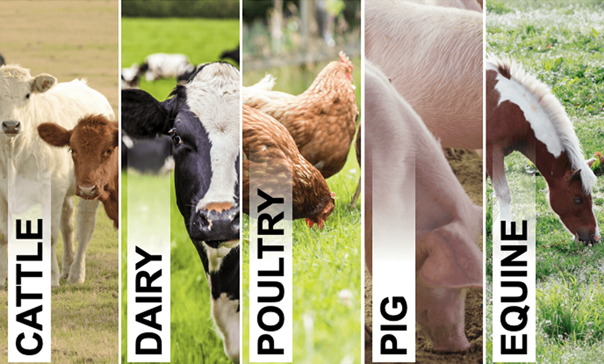 Cattle, Dairy, Poultry, Pig, Equine words with matching images